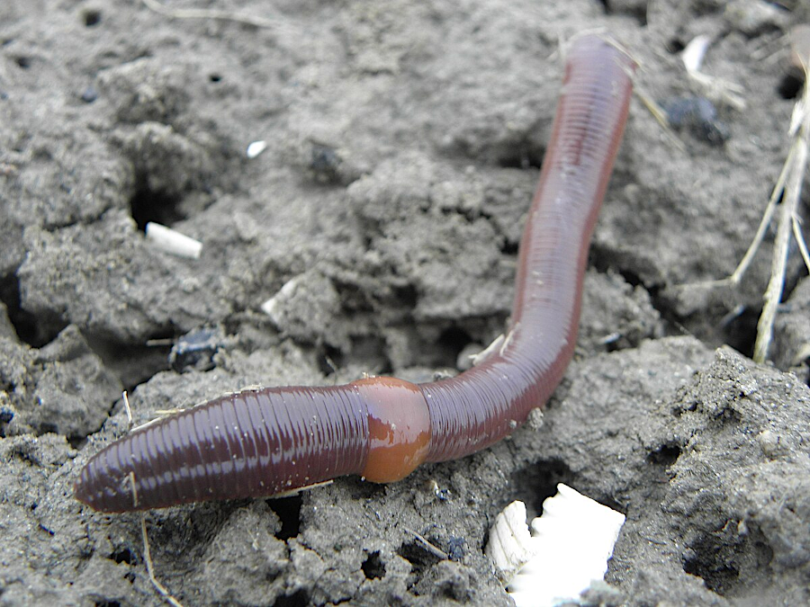 the common earthworm (Lumbricus terrestris) is a non-native invasive species