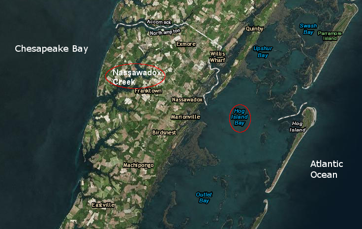 Nassawadox Salts grown on bayside (Nassawadox Creek), and Sewansecotts grown on seaside (Hog Island Bay), start off from a common site but develop different flavors as they grow in waters of diferent salinity