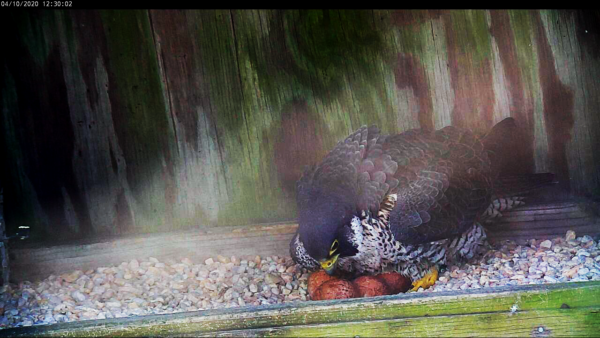 in 2020, the female peregrine falcon laid four eggs at her nest on the Riverfront Plaza building in Richmond