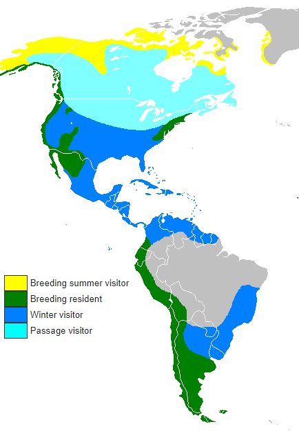 peregrine falcons are a resident species in Virginia, and also migrate through along the barrier islands