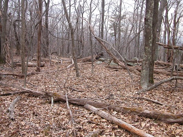 excessive buildup of fuel in a hilltop forest in Fauquier County