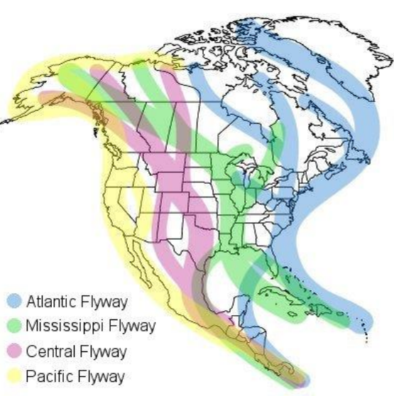 Virginia is in the Atlantic Flyway
