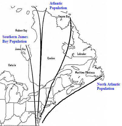 Canada geese migrate north from Virginia to three destinations