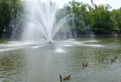why migrate, if there is food and breeding habitat now in suburbia?