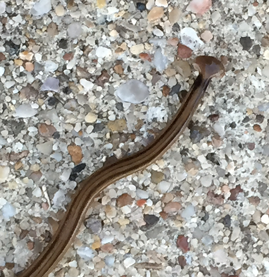 hammerhead worms arrived from Asia by the 1940's