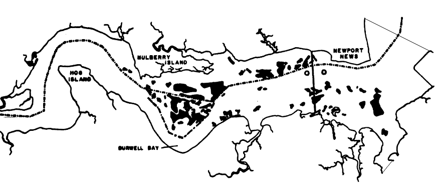 low salinity blocked predation and disease, so seedbeds in the James River supplied juvenile oysters for the rest of the state - and for Maryland