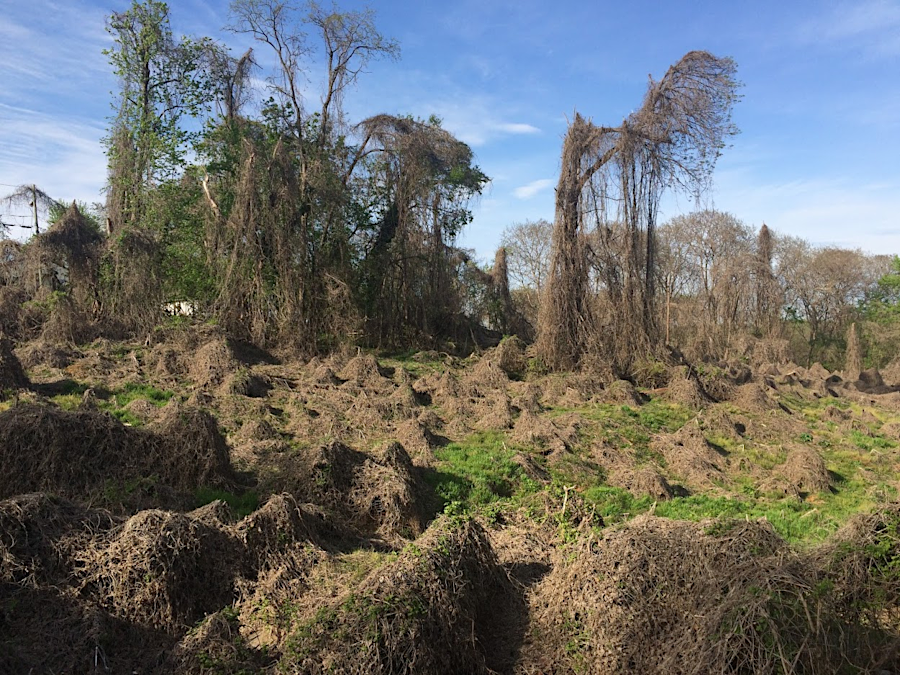 kudzu covering an abandoned lot in Lynchburg, before Spring growth