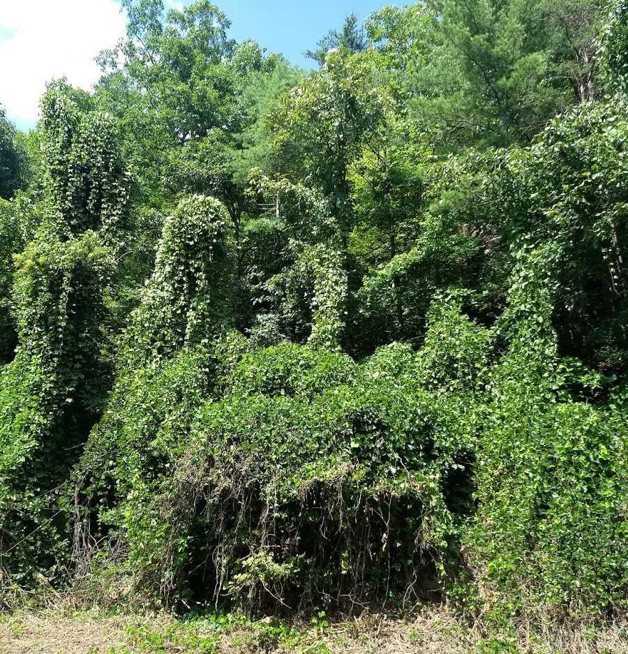 kudzu in July (Washington County)