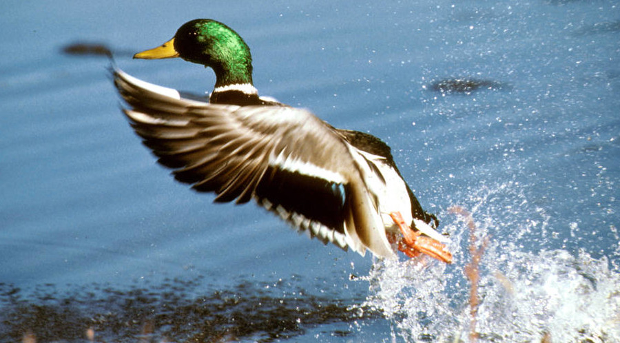 male mallards (drakes) have a distinctive green head
