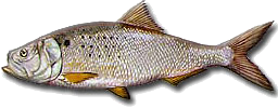 Atlantic menhaden