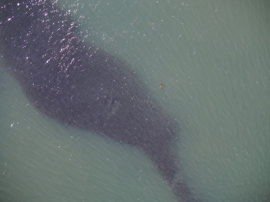 menhaden schools are spotted by light aircraft and helicopters, and boats are then directed to the best locations for commercial harvest