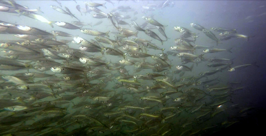 menhaden travel in schools