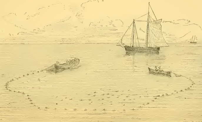 because menhaden travel in schools, purse seines were used to catch menhaden even before steam-powered vessels were common