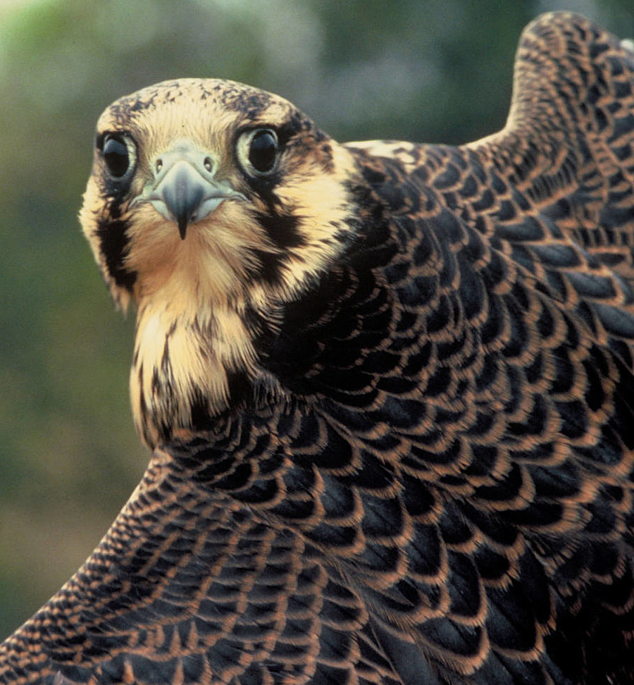 peregrine falcons have extraordinary vision to spot prey