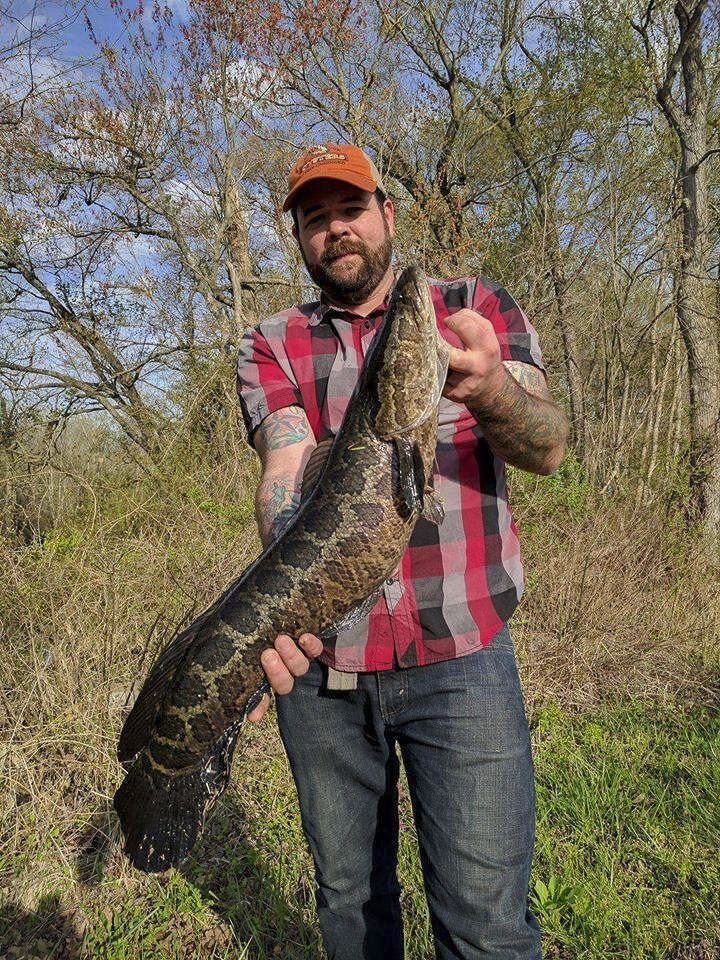 anglers appreciate the fighting response of snakeheads that swallow a lure, as well as the taste of the firm flesh