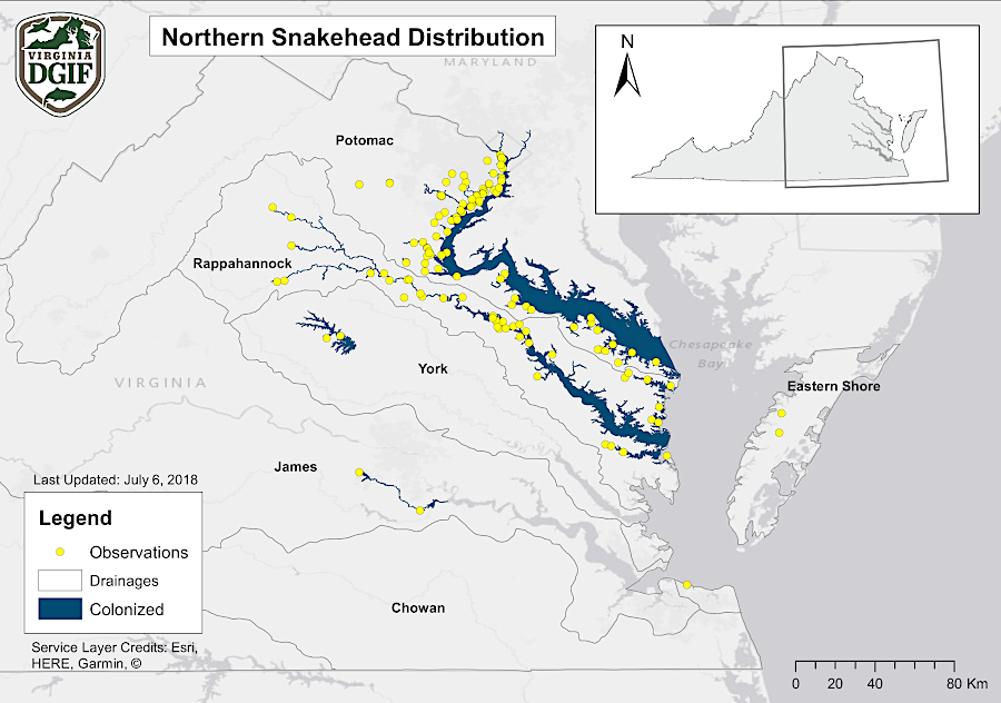 by 2018, snakeheads had been found in the James River and as far south as Hampton Roads
