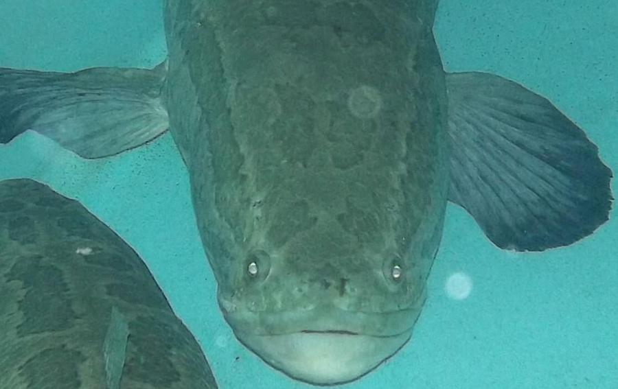snakeheads were named due to the snakelike patterns on their skin