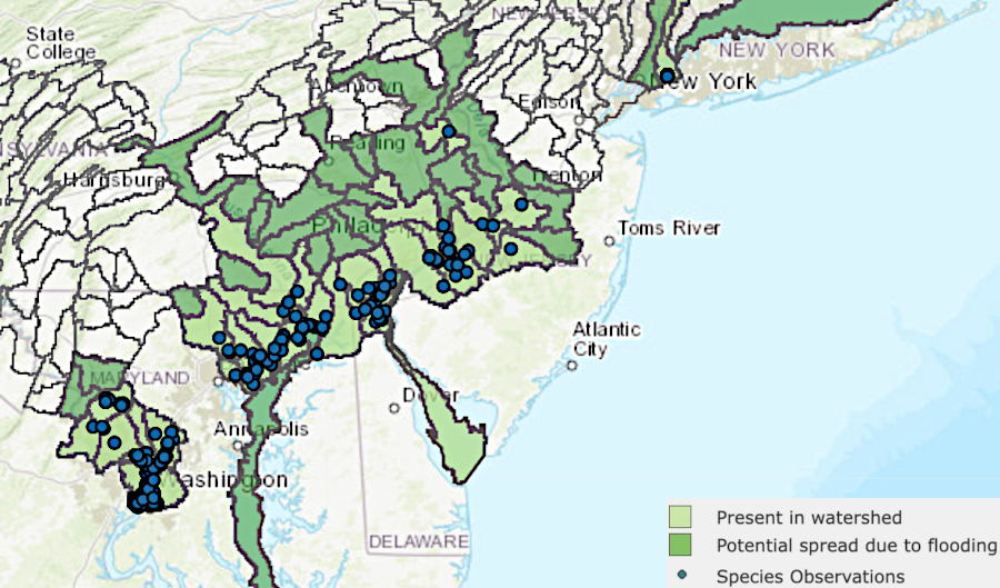 a surge of freshwater after Hurricane Ida in 2021 probably helped snakeheads move to new streams