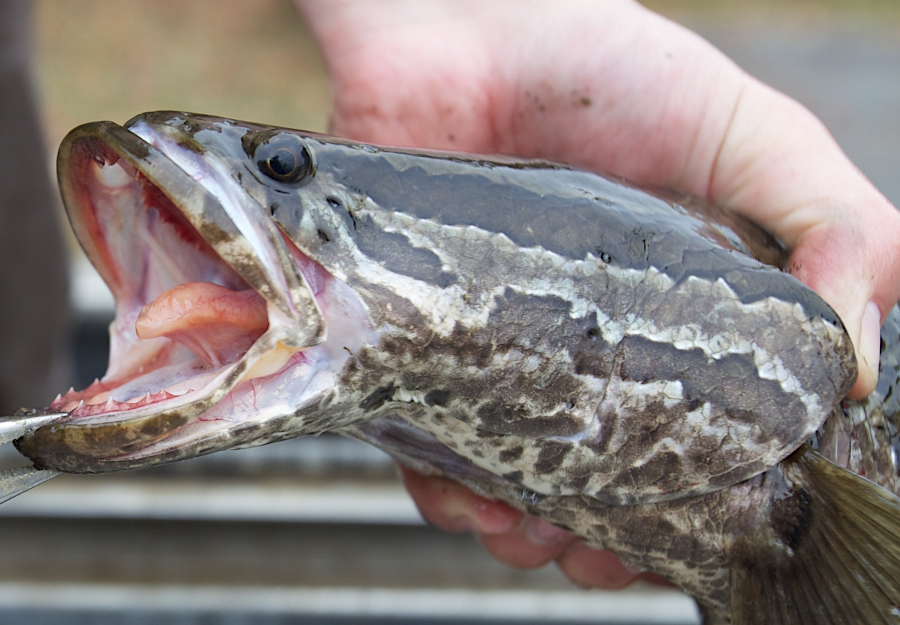 snakeheads are ambush predators, with teeth