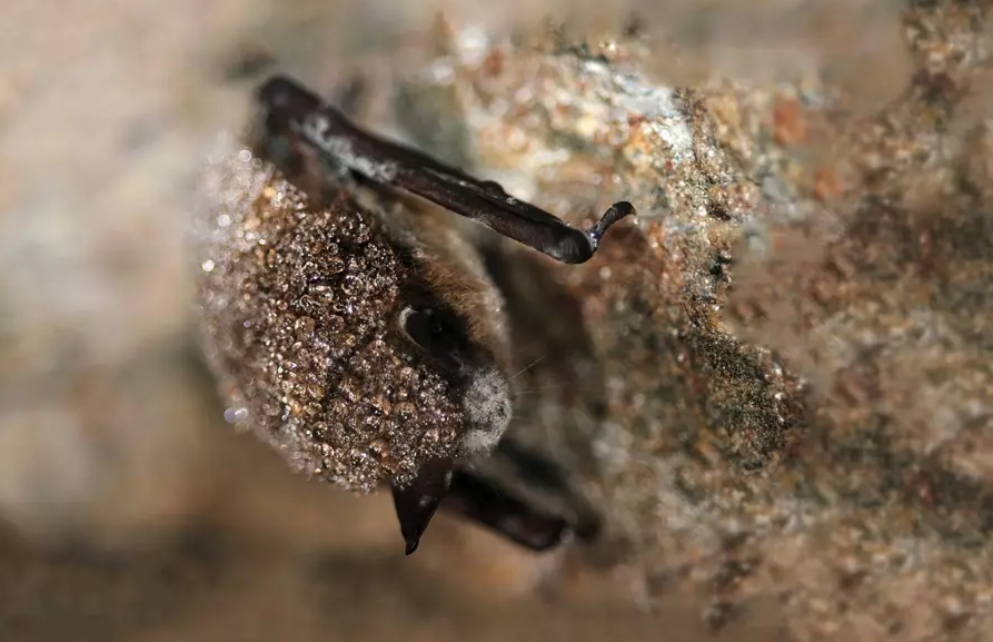 the fungus literally results in a white nose on affected bats