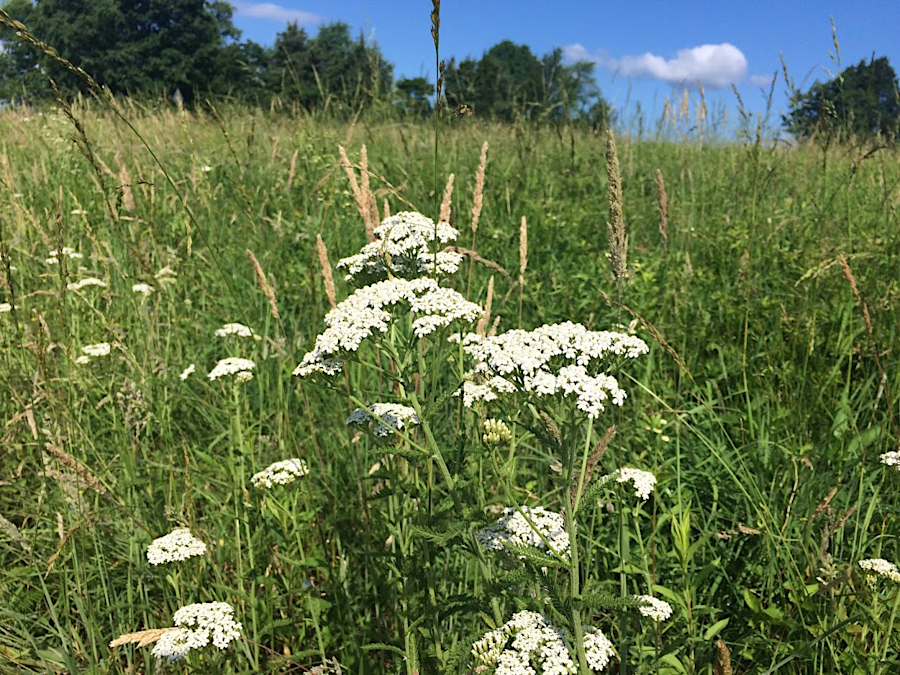 yarrow (Achillea millefolium) is a non-native species that has become naturalized across Virginia