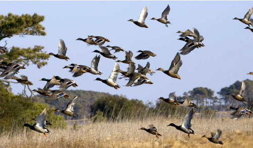 Chincoteague National Wildlife Refuge provides habitat to waterfowl, to support hunting as a recreational activity