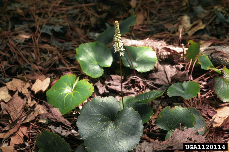 galax is a common plant in the Blue Ridge