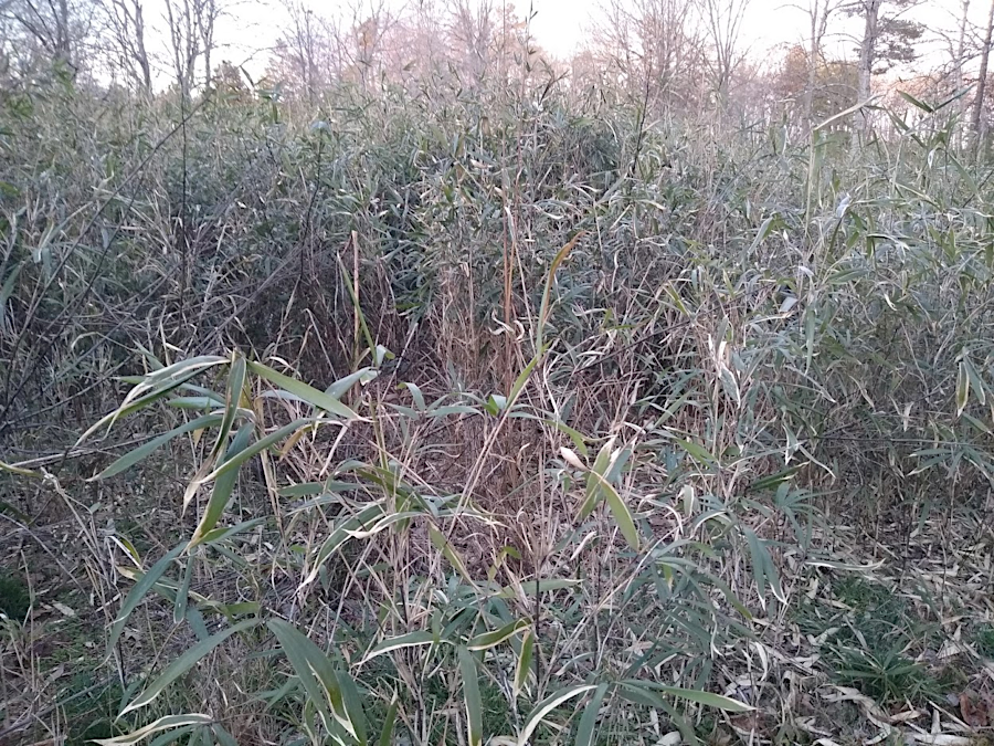 the Green Sea east of the Dismal Swamp was covered in river cane (Arundinaria gigantea), a bamboo native to Virginia