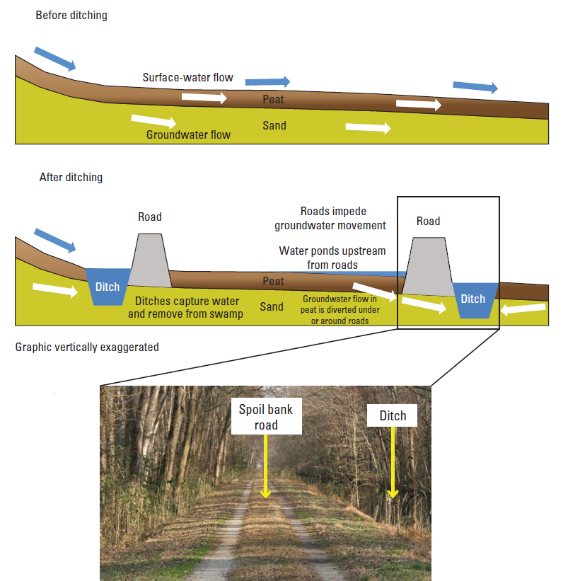 roads, built on the dirt (spoil) piled up after excavating a ditch, act like dams in the Dismal Swamp