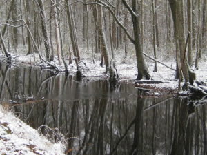 Jericho Ditch, Great Dismal Swamp National Wildlife Refuge