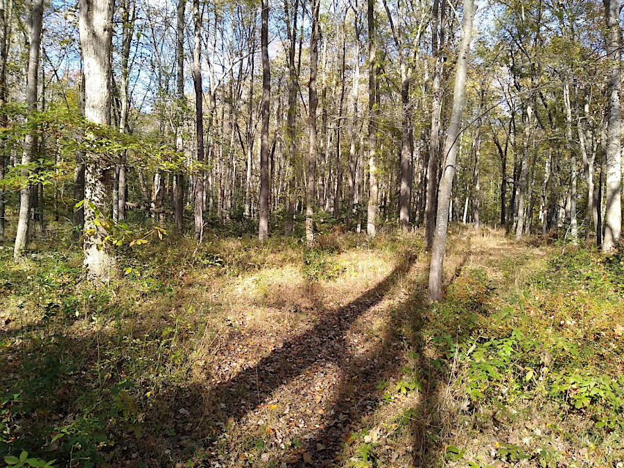 floodplain along Powell's Creek (Prince William County)