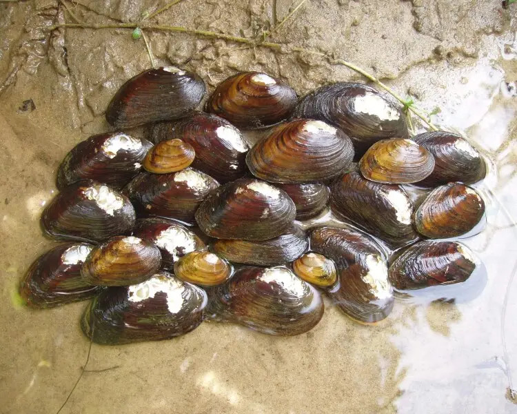 removing Baber's Mill Dam on Rock Island Creek in Buckingham County in 2024 removed a death trap for the endangered James River spinymussel