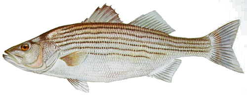 striped bass